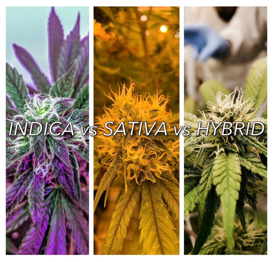 What is the difference between Sativa, Indica, and Hybrid?