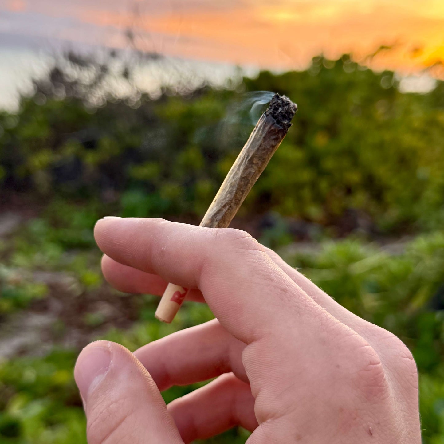 THCa King Size Pre-Roll - Sample Pack